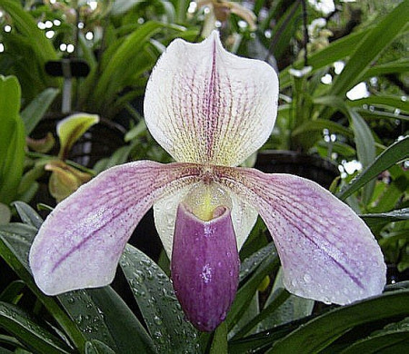 Paphiopedilum Aladin