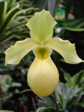 Paphiopedilum Golddollar