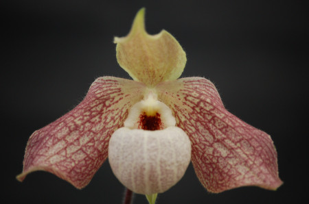 Paphiopedilum Wössner Concomal