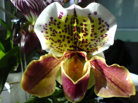 Paphiopedilum Komplex-Hybride (1 Blütenstiel)