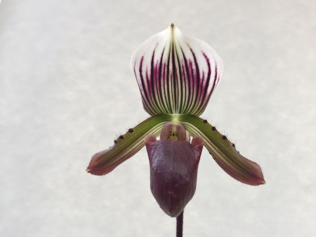 Paphiopedilum Maudiae coloratum