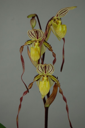 Paphiopedilum philippinense 'roebbelinii'