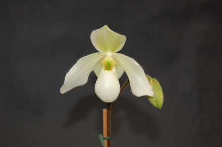 Paphiopedilum Deperle (1 Stiel)