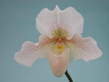 Paphiopedilum Rosy Dawn