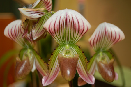 Paphiopedilum thailandense (1 Stiel)