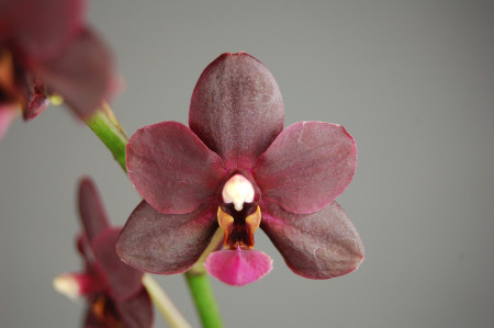 Phalaenopsis Black Pearl (2 Rispen)