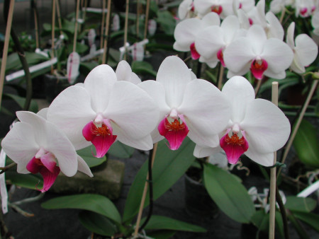 Phalaenopsis Christa Wichmann (2 Rispen)