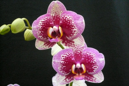 Phalaenopsis Elegant 'Dream Diamond' (2 Rispen)