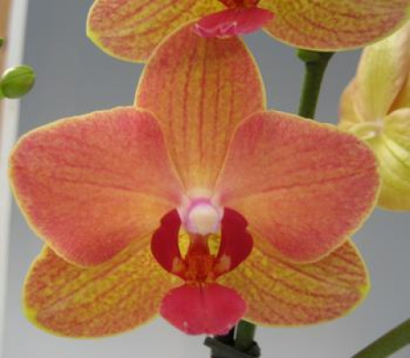 Phalaenopsis Florida (2 Blütenrispen)