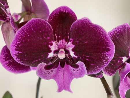 Phalaenopsis Hot 'Kizz' (2 Rispen)