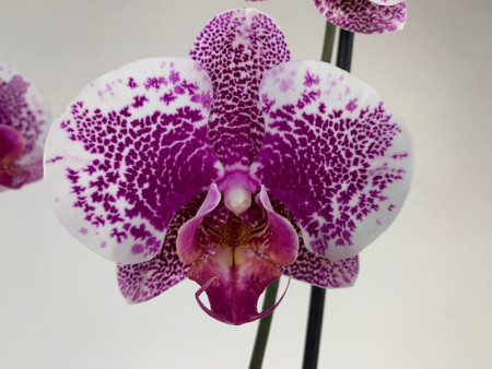 Phalaenopsis Leopard Prince (2 Rispen)