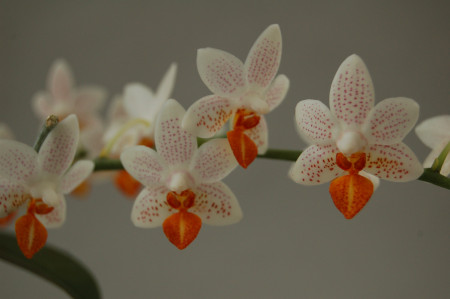 Phalaenopsis Minimark (1 Rispe)