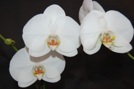 Phalaenopsis Schöne von Celle (2 Rispen)