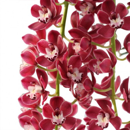 Cymbidium Cascade 'Prem'