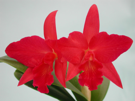 Sophrolaeliocattleya Jewel Box 'Dark Water'