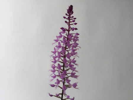 Stenoglottis longifolia (abgeblüht, Pfl. zieht sich zurück)