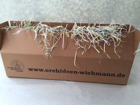 Überraschungsbox (5 verschiedene knospige / blühende Orchideen)