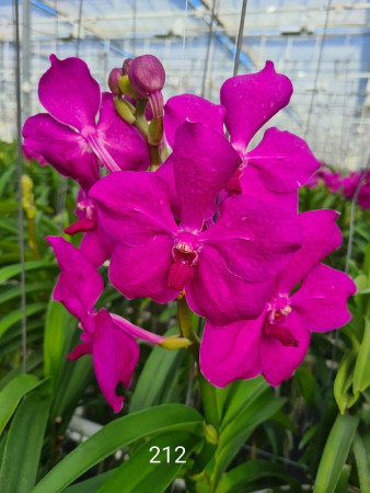 Vanda Hot Magenta (in Blüte/Knospe)