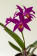 Laeliocattleya Chian Tzy 'Guiding'