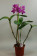 Cattleya Mantinii Pflanze