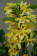 Dendrobium Stardust 'Chyomi' (3 Stiele)