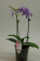 Doritaenopsis Purple Gem 'Aida' 1