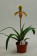 Paphiopedilum Kehler