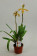 Paphiopedilum gratrixianum 3