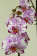 Phalaenopsis Magic Art