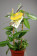 Vanilla planifolia 'variegata' (Rankegitter) - Echte Vanille Pflanze