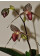 Paphiopedilum rothschildianum -In Vitro- (20-25 Pflanzen in sterilem Glas)