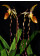 Paphiopedilum sanderianum -In Vitro- (20-25 Pflanzen in sterilem Glas)