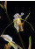 Paphiopedilum kolopakingii (Jgpfl)
