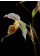 Paphiopedilum kolopakingii (Jgpfl)