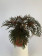 Begonia bipinatifida - Sparset