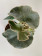 Begonia venosa 'Silver Elefant'