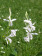 Bletilla striata 'alba'