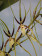 Brassia Rex 