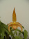 Bulbophyllum lobbii 1