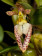 Bulbophyllum lasiochilum
