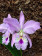 Cattleya labiata