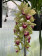 Cymbidium Pearl Dawson 'Procyon'