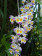 Dendrobium wardianum 2