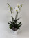 Weihnachts-Präsentpflanze, Phalaenopsis (2 Blütenrispen)