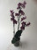 Phalaenopsis Black Widdow (2 Rispen)
