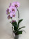 Phalaenopsis Sexy Pink (2 Rispen)