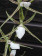 Odontobrassia Billabong 'Semi-alba' 1