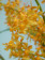 Oncidium cultratum 2