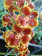 Oncidium forbesii 1