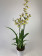 Oncidium Honey Bee (2 Rispen)